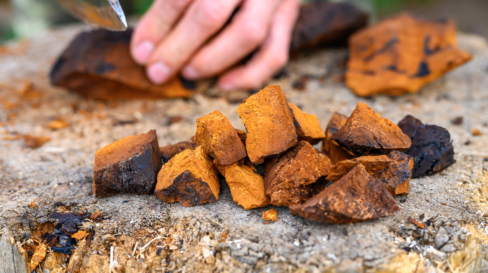 Chaga mushroom