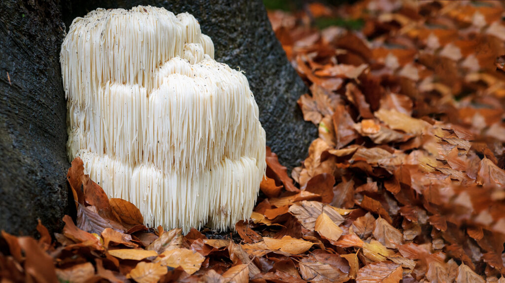 Lions mane